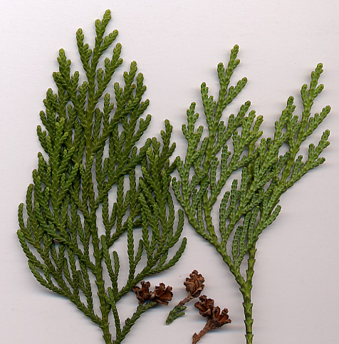 Arborvitae