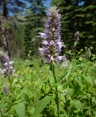 Hyssop