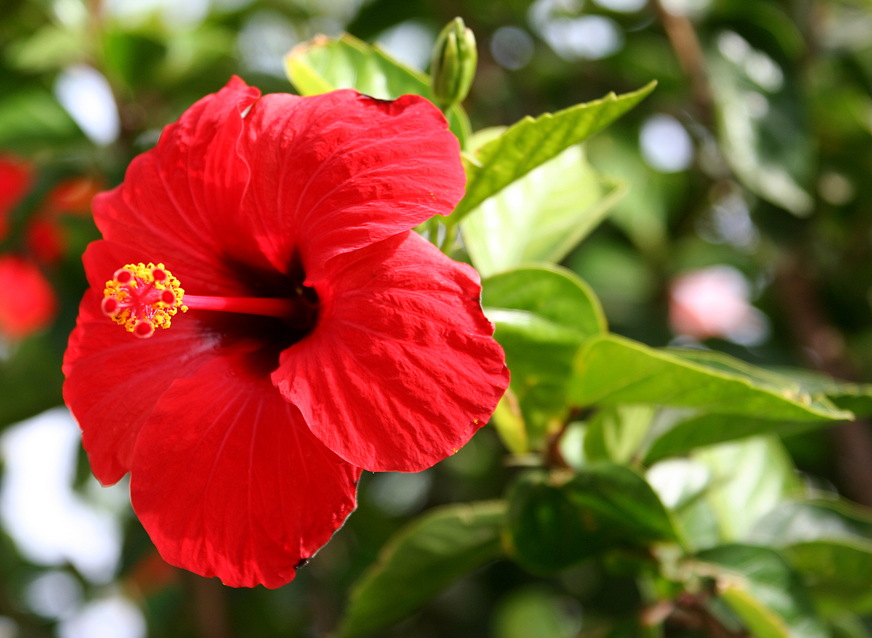 Chinese Hibiscus Tree Form Standard Premium