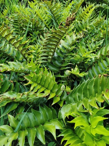 Japanese Holly Fern