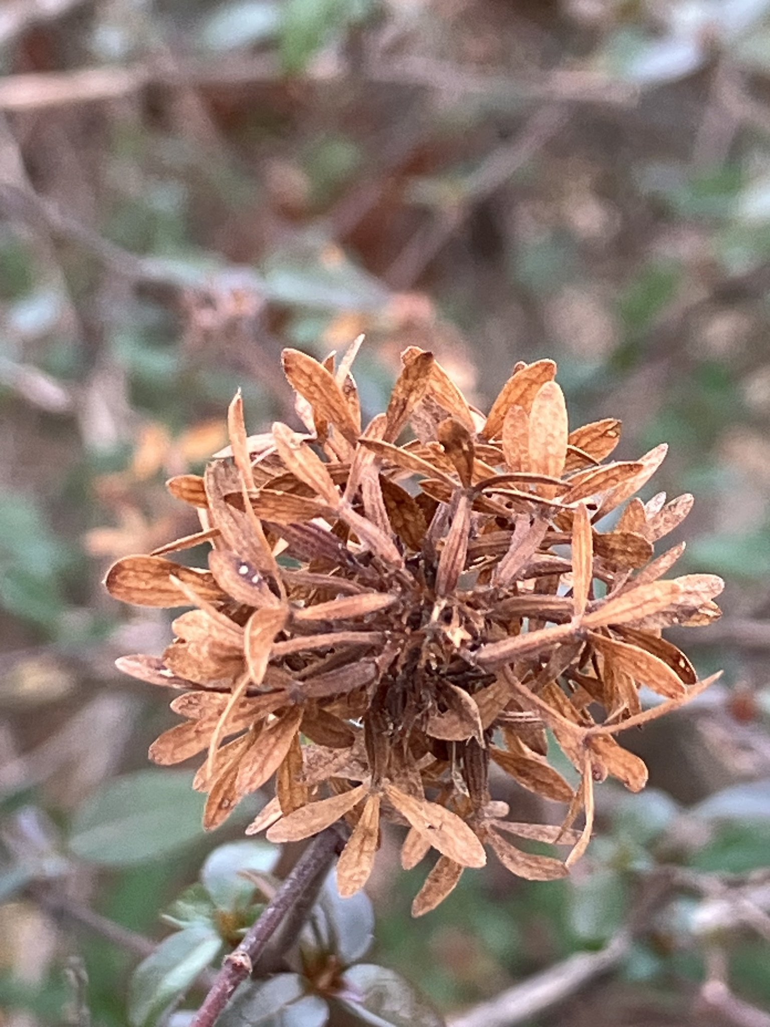 Glossy Abelia