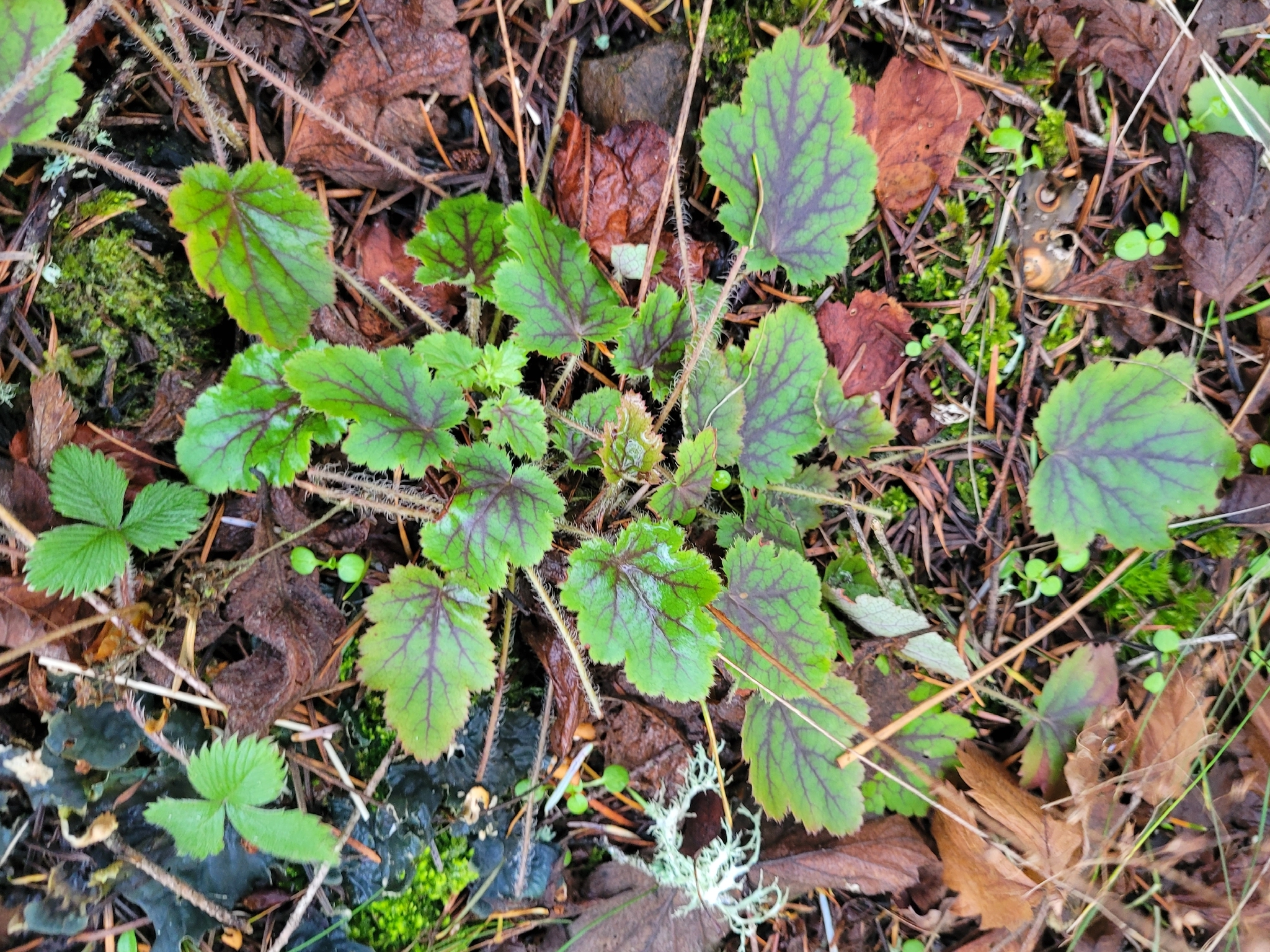 Coral Bells