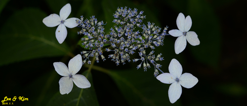 Lacecap Hydrangea True