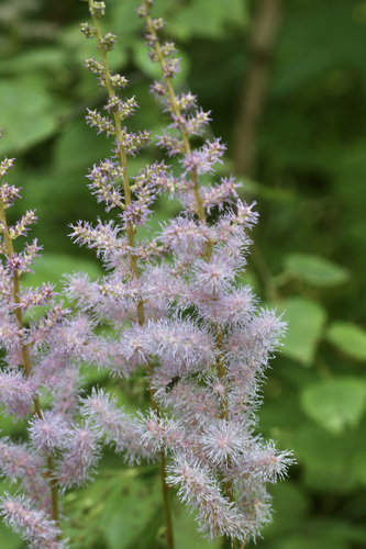 Chinese Astilbe