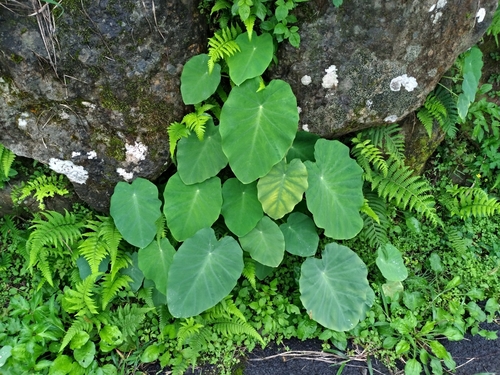 Elephant Ear