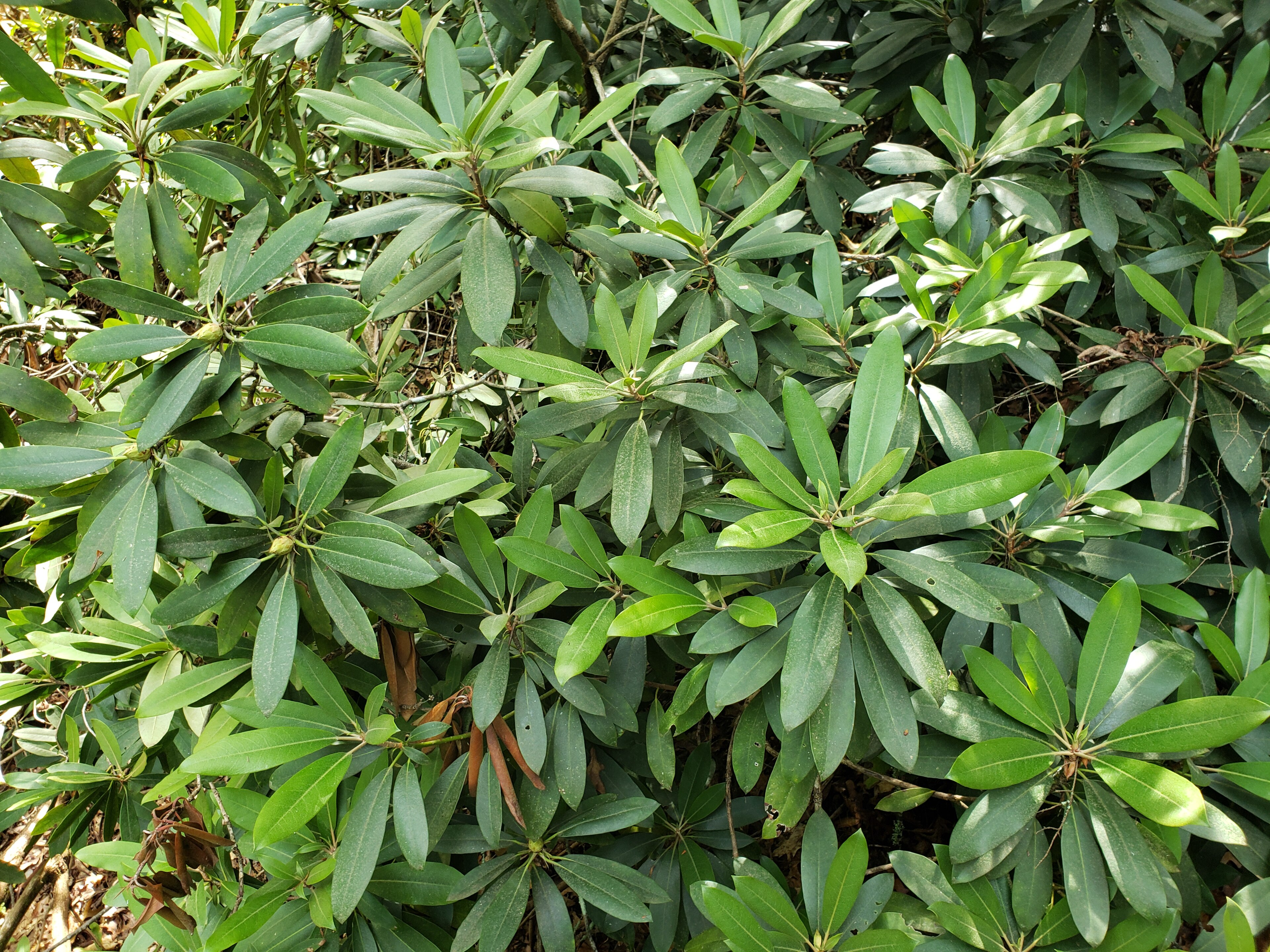 Rosebay Rhododendron
