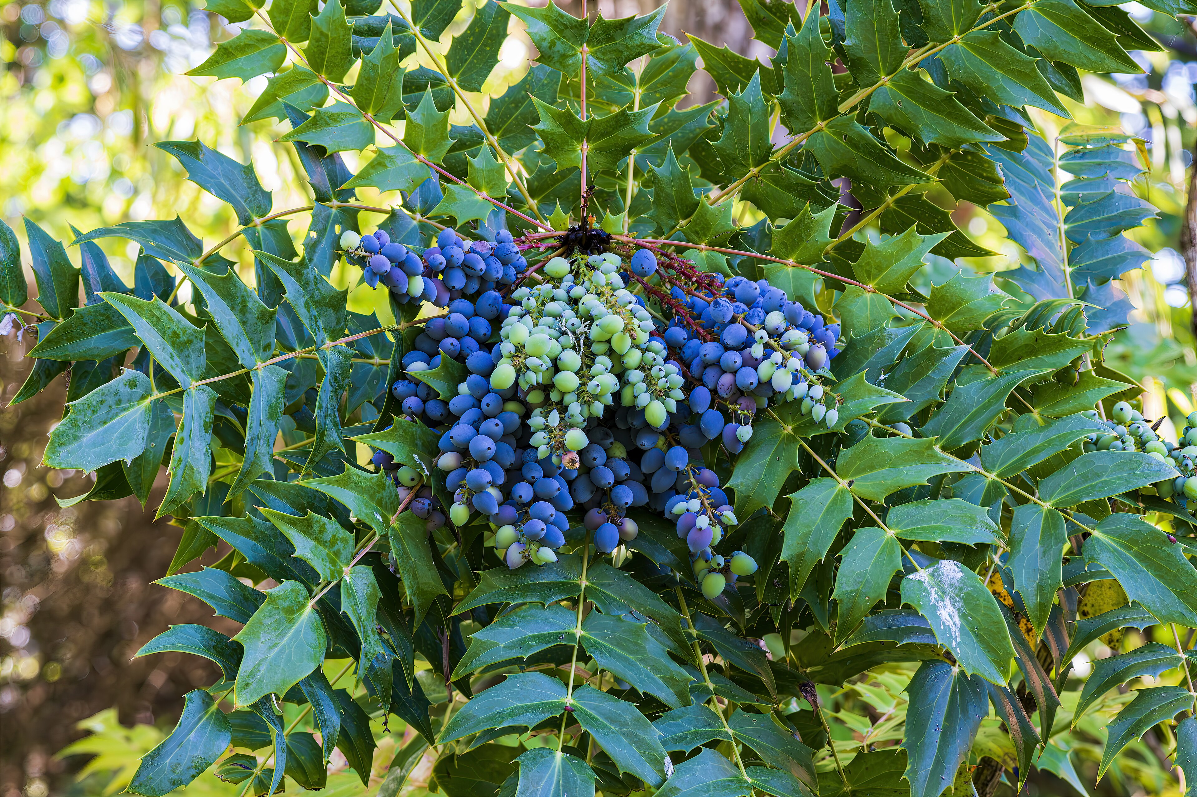 Leatherleaf Mahonia