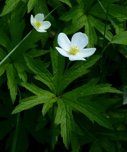 Windflower