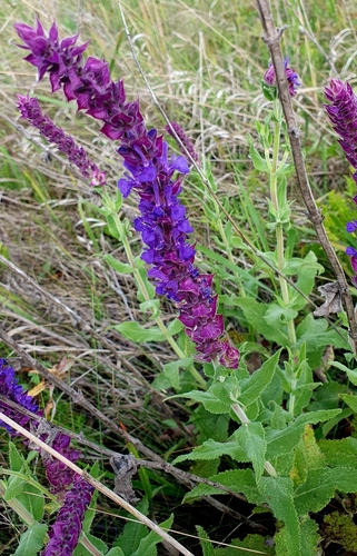 Wood Sage