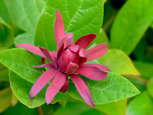 Proven Winners Sweet Shrub True