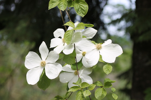 Wonder Dogwood