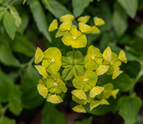 Wood Spurge