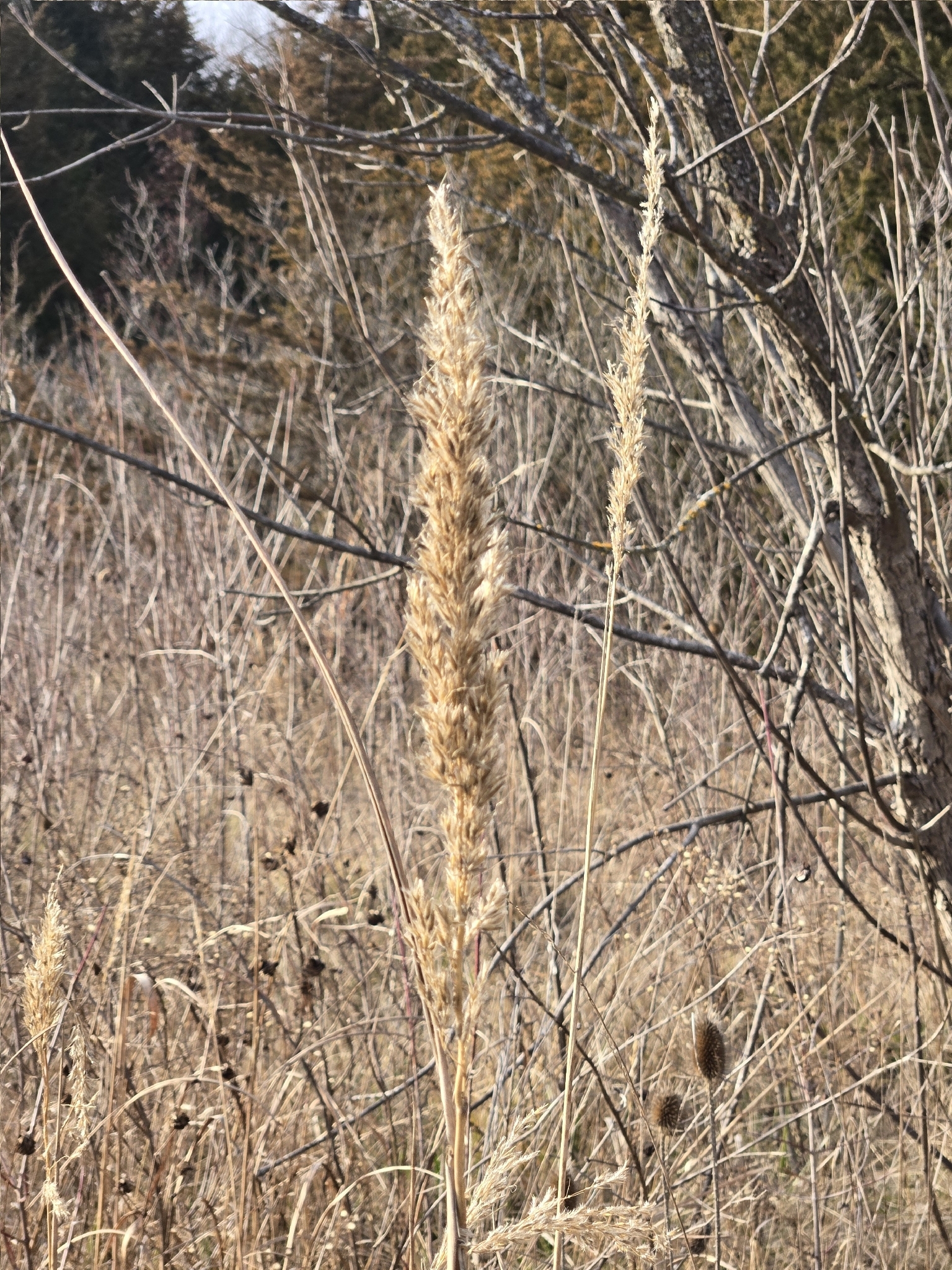 Yellow Indian Grass 'Golden Sunset'