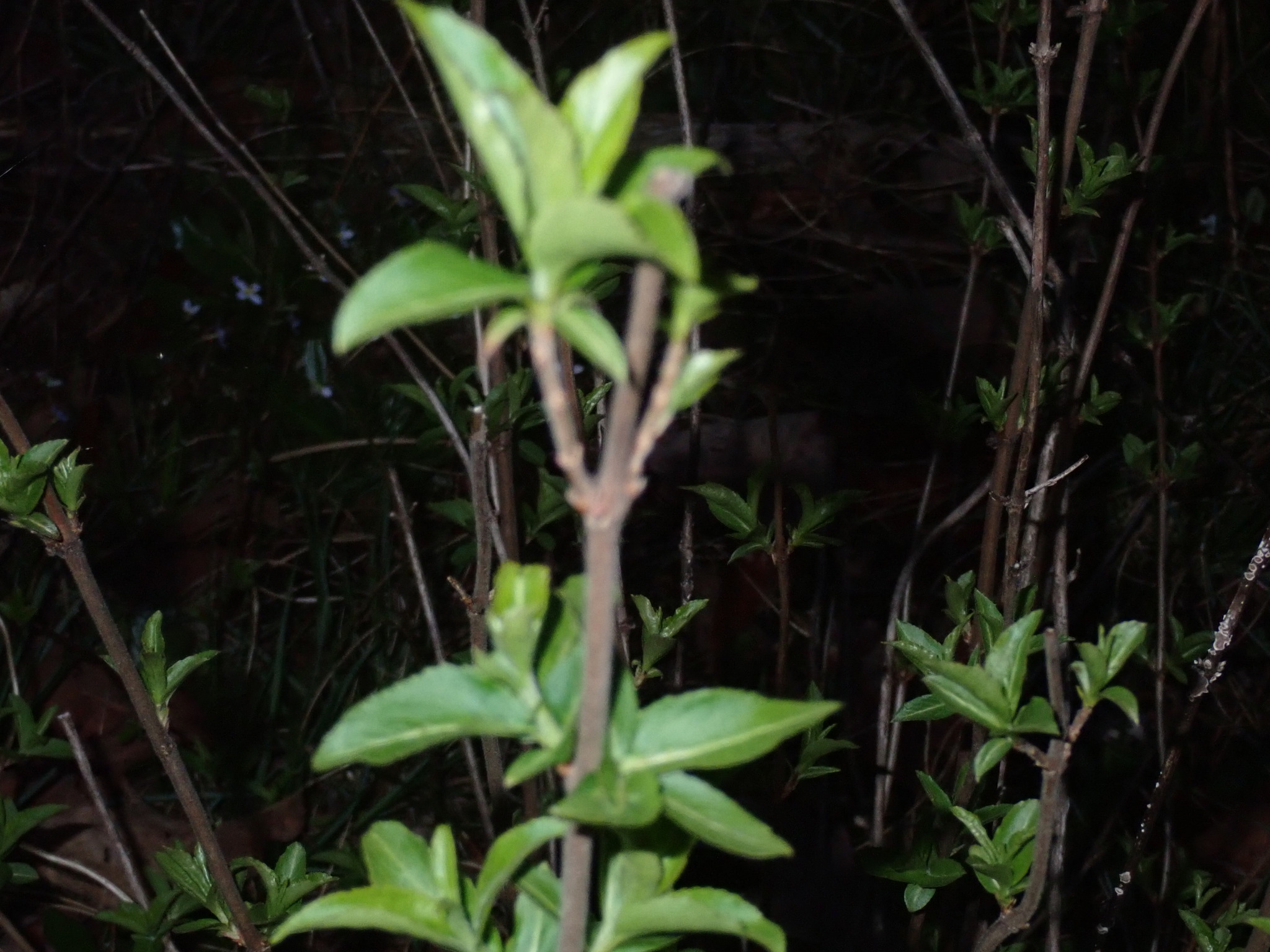 Kodiak Orange Bush Honeysuckle