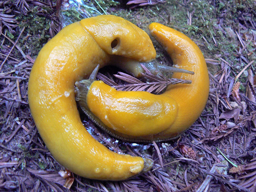 Little Prince Banana