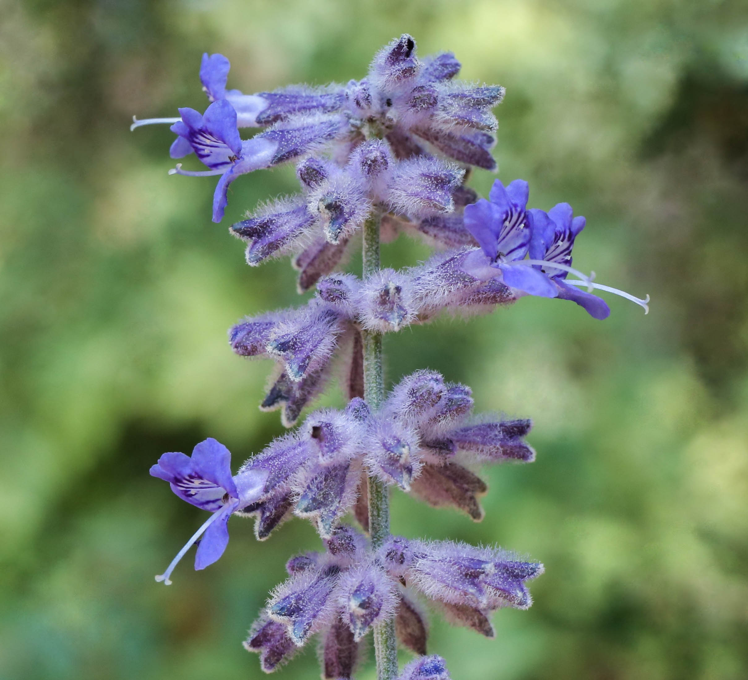 Little Spire Russian Sage