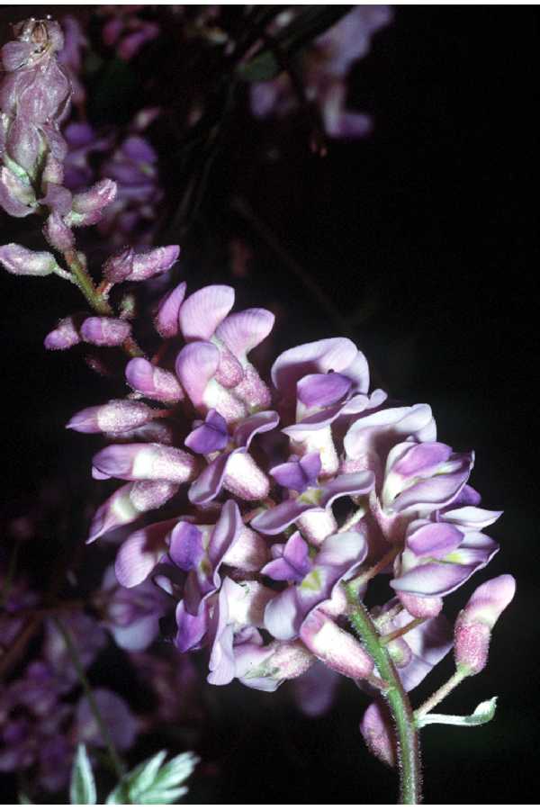Amethyst Falls American Wisteria