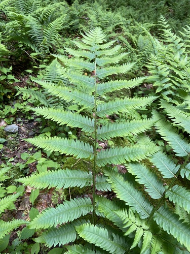 Wood Fern