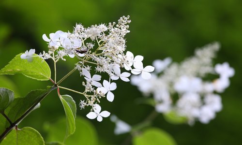 Panicle Hydrangea True