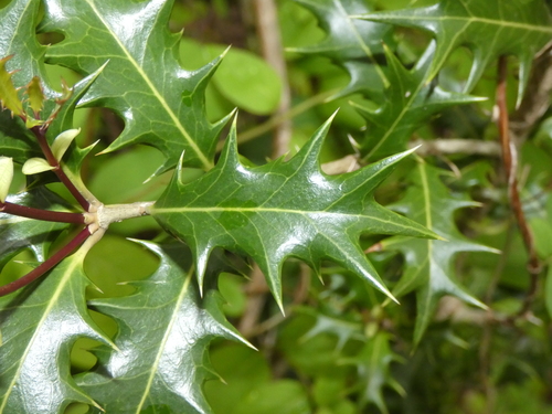 Goshiki False Holly