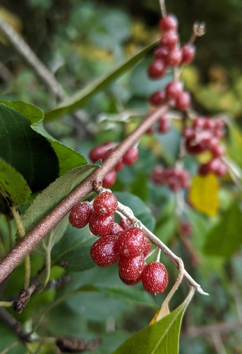 Silverberry
