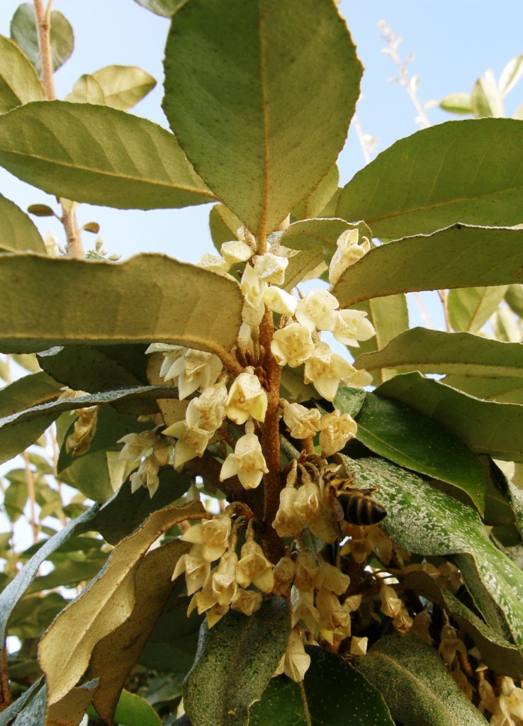 Silverberry