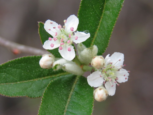 Brilliant Red Chokeberry