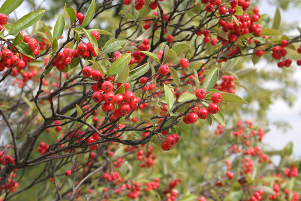 Brilliant Red Chokeberry