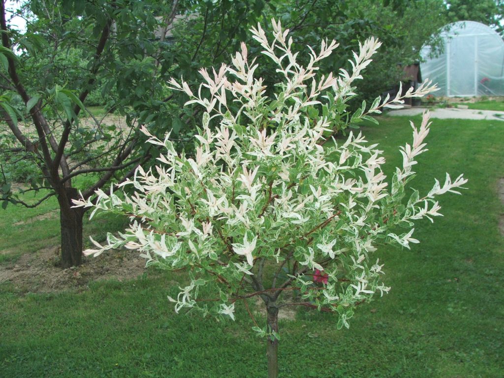 Dappled Willow Tree Form