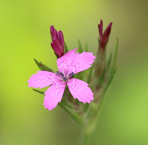 Star Pinks