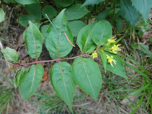 Bush Honeysuckle