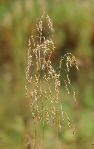 Tufted Hair Grass
