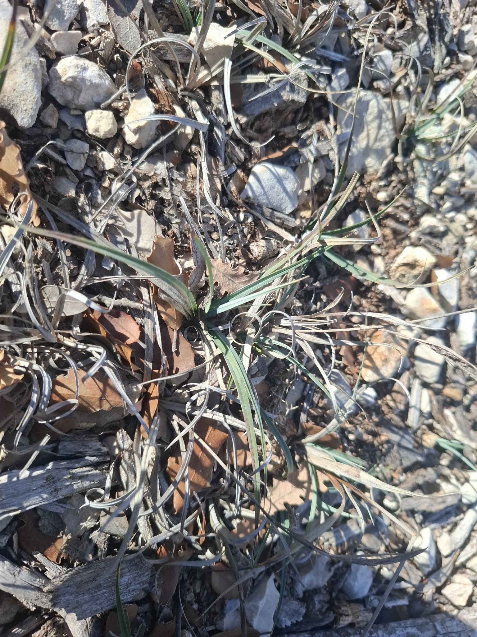 Blue Sedge