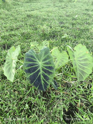 Black Coral Elephant Ear