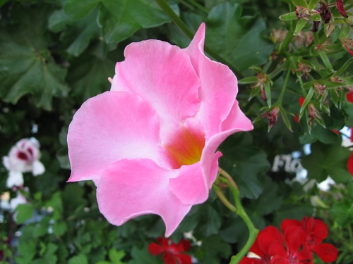 Sun Parasol Pretty Pink Mandevilla (Staked)