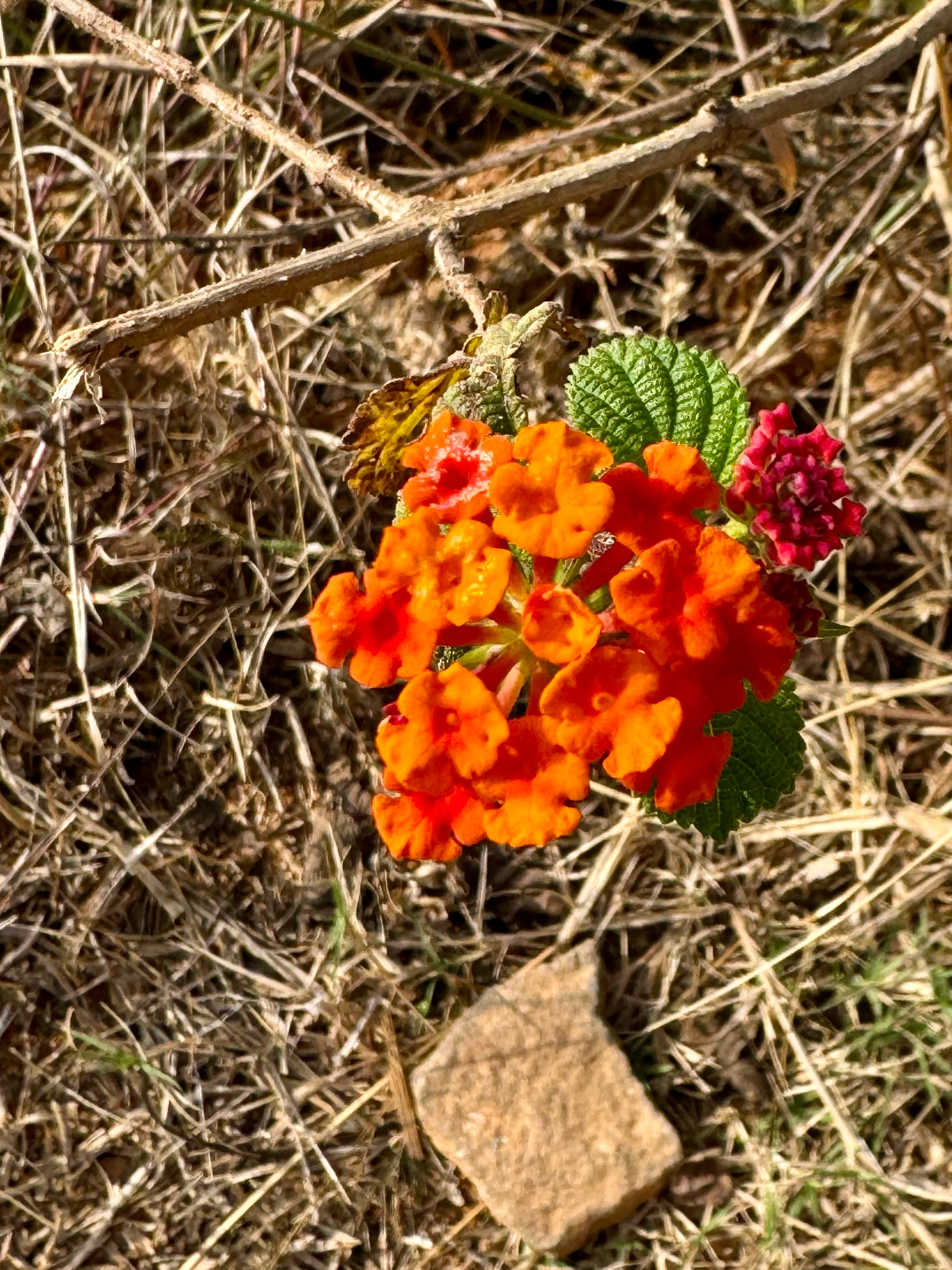 Lantana Tree Form Standard