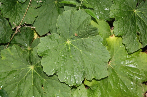 Coral Bells