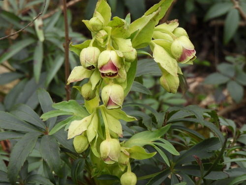 Hellebore