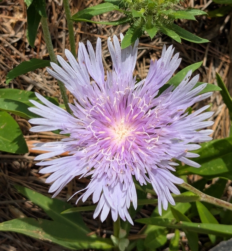 Stokes Aster