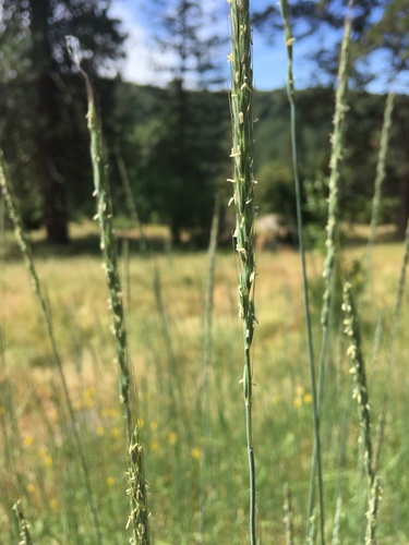 Blue Wild Rye
