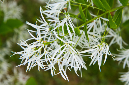 American Fringe Tree