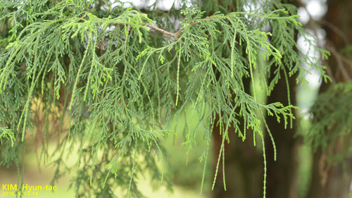 Japanese Falsecypress Pom Pom