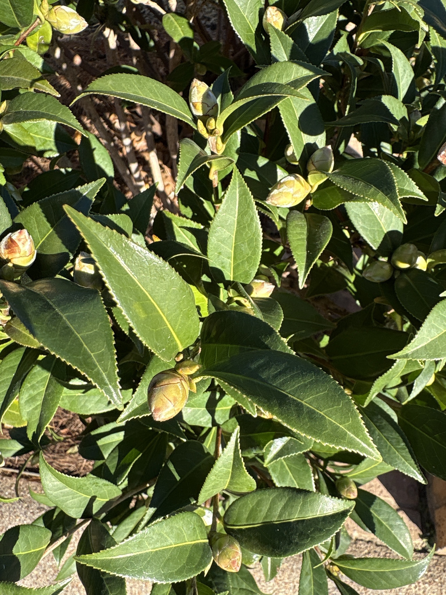 Camellia