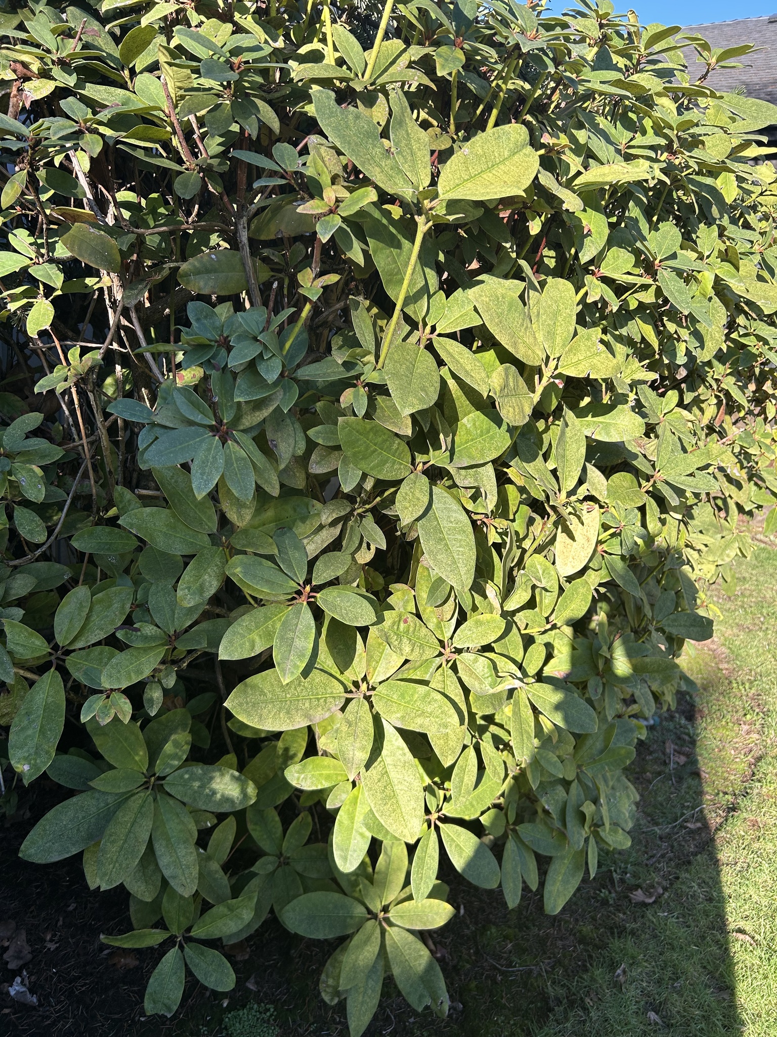 PJM Rhododendron
