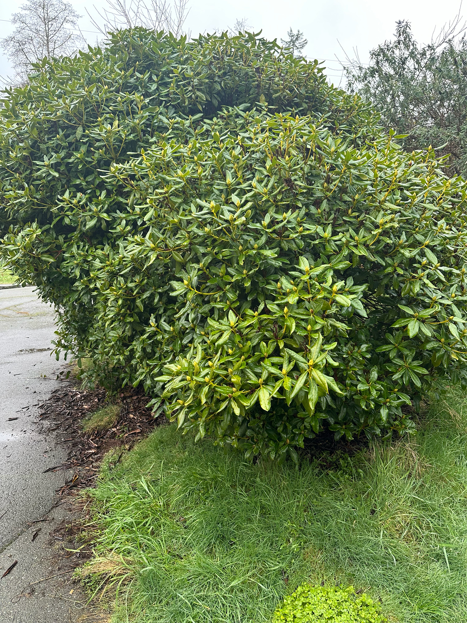 PJM Rhododendron