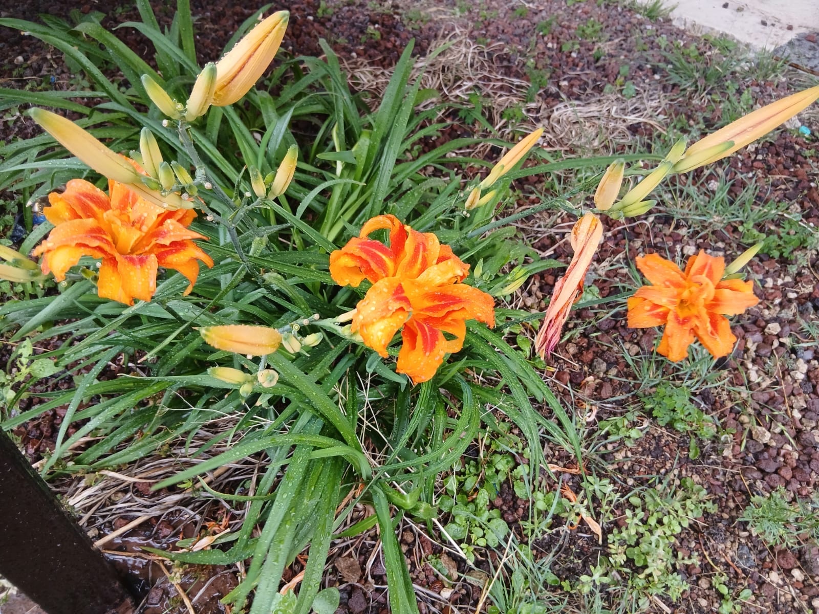 Daylily