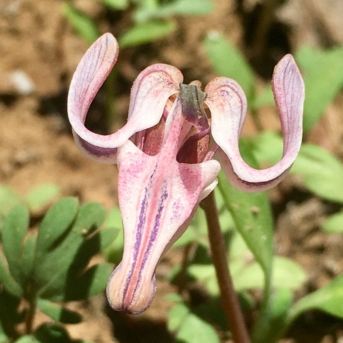 Proven Winners Bleeding Heart 'True Pink Diamonds'