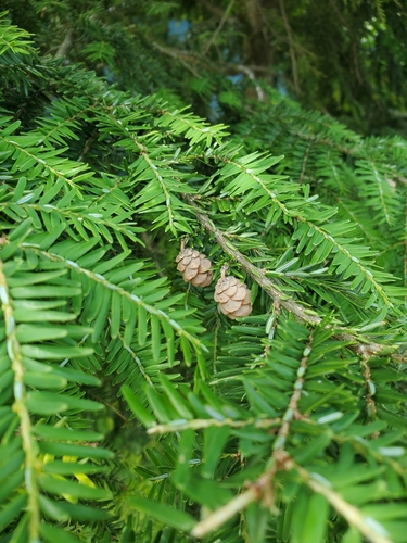 Weeping Canadian Hemlock
