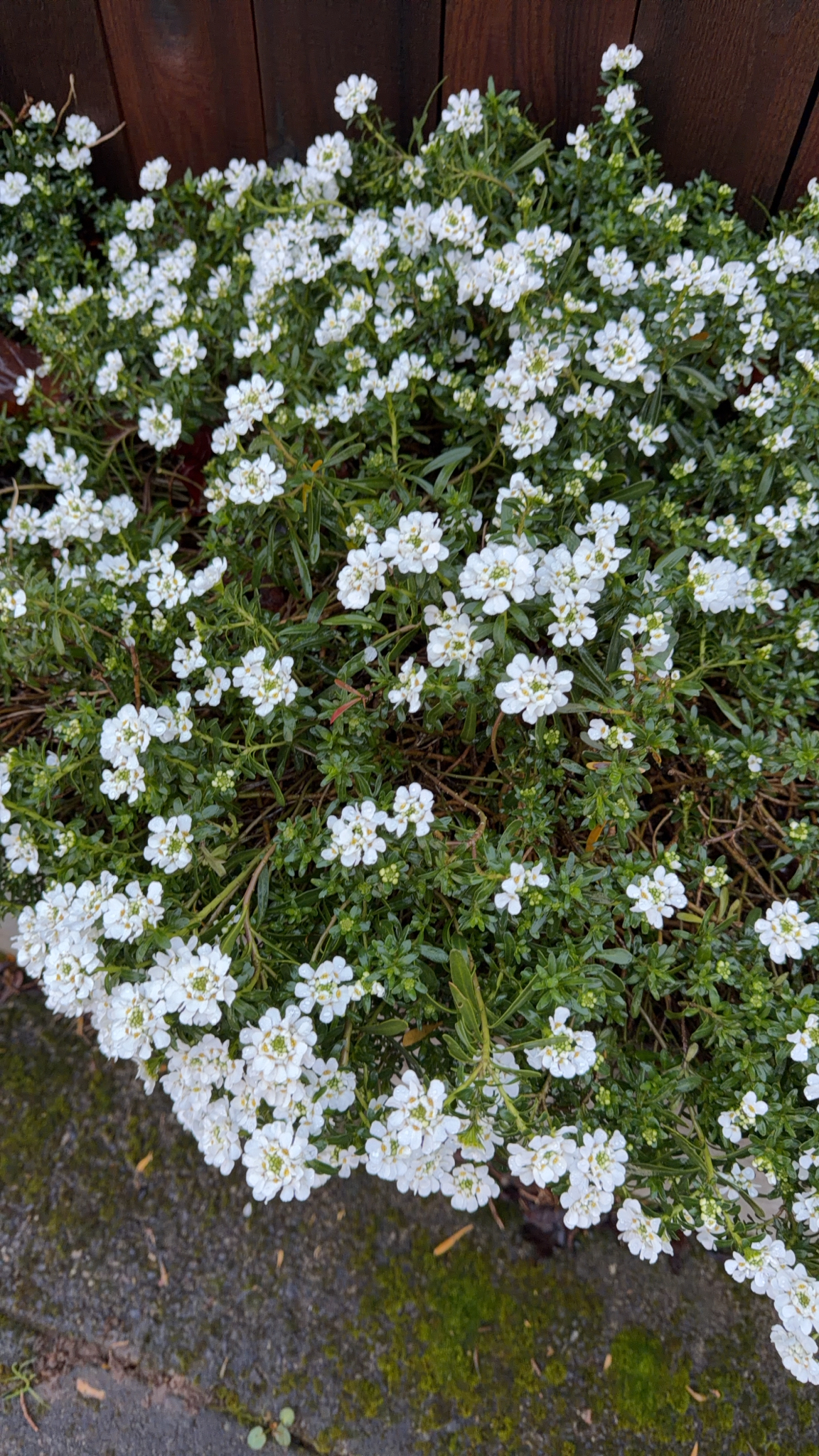 Candytuft