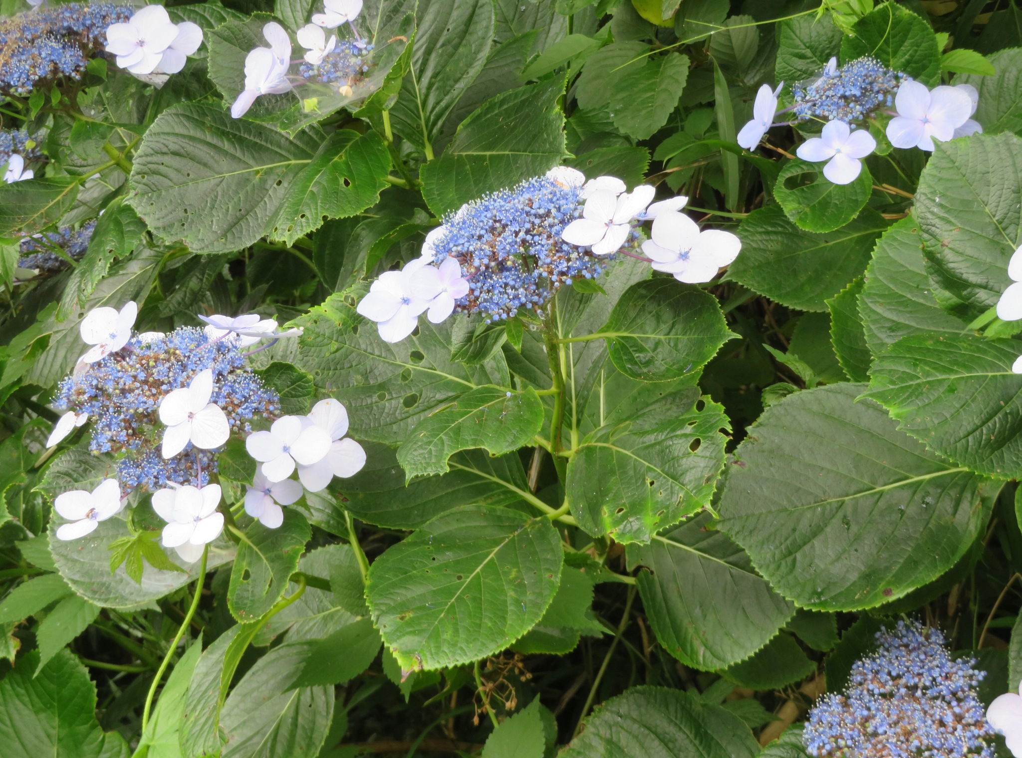 Big Leaf Hydrangea